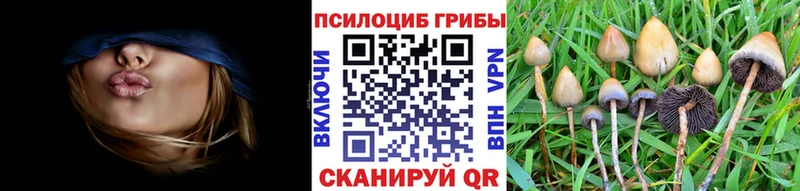 купить наркотик  Курган  Псилоцибиновые грибы мухоморы 